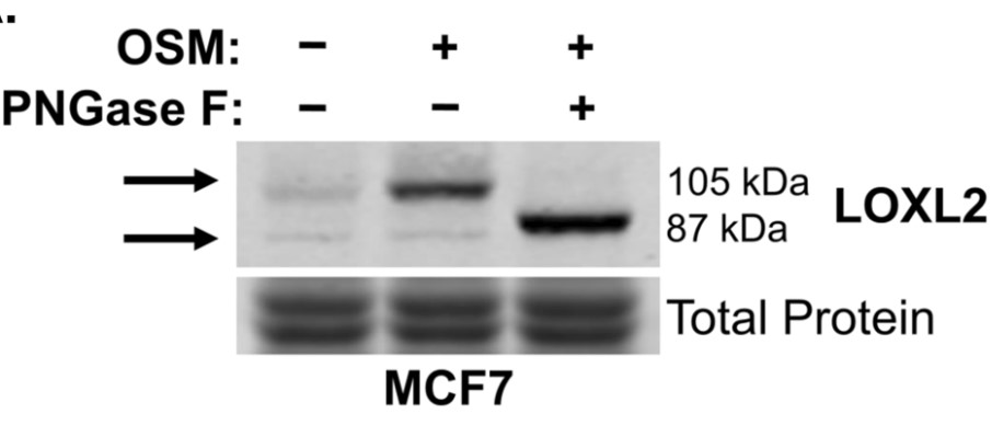 OSM-induced LOXL2 is glycosylated, enzymatically active, and secreted from breast cancer cells.jpg